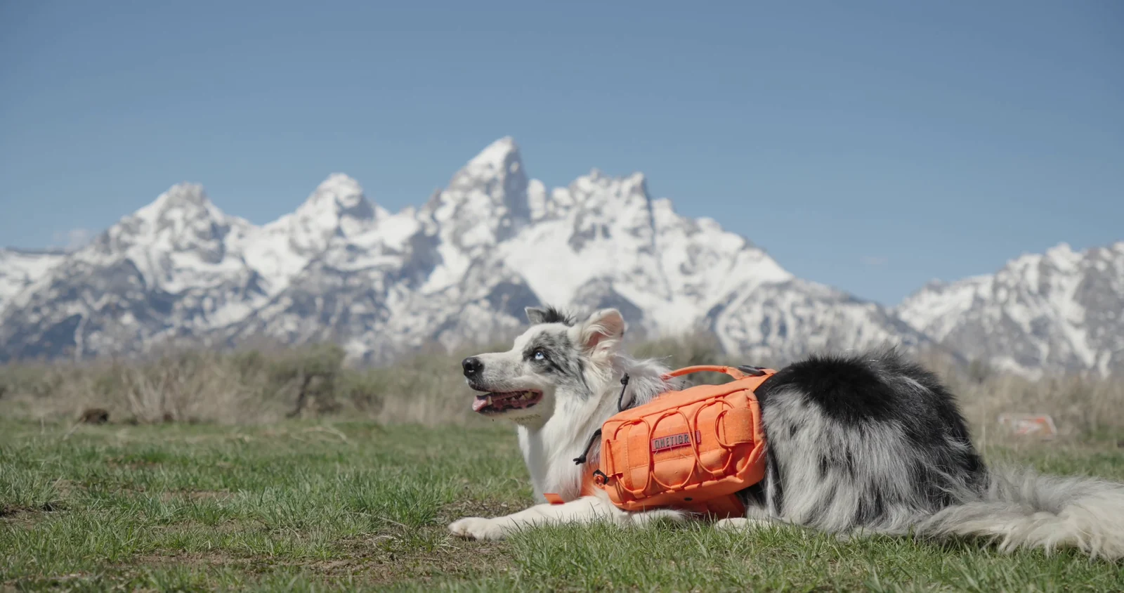 OneTigris: The Mammoth Dog Pack